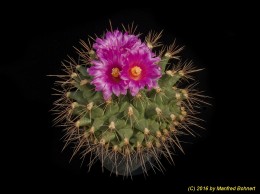 Thelocactus bueckii 911